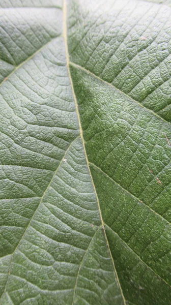 Fechar Uma Folha Verde Com Textura — Fotografia de Stock