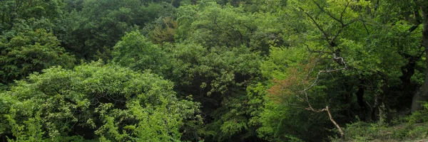 Stromy Zeleném Lese Fotka Přírody Stromy Hoře — Stock fotografie