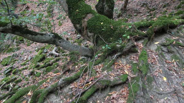 Ρίζες Δέντρων Καλυμμένες Βρύα Στο Δάσος — Φωτογραφία Αρχείου