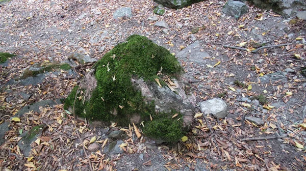 Rocce Verdi Ricoperte Muschio Nel Mezzo Della Foresta Montana Caucasica — Foto Stock