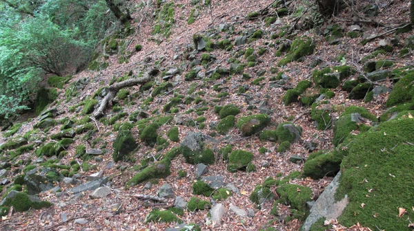 Gröna Mossbeklädda Stenar Mitt Den Kaukasiska Bergsskogen — Stockfoto