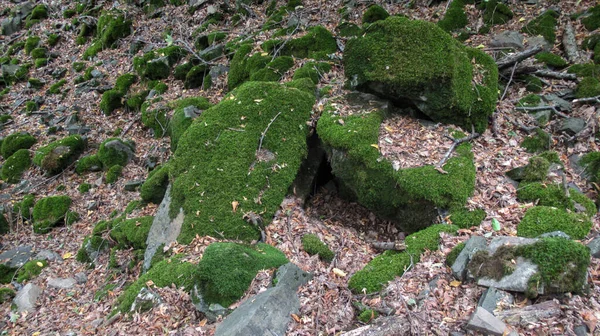 コーカサス山脈の森の真ん中にある緑の苔で覆われた岩 — ストック写真