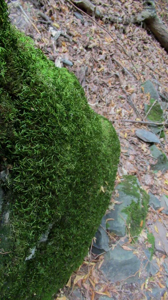 コーカサス山脈の森の真ん中にある緑の苔で覆われた岩 — ストック写真