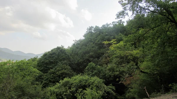 Alberi Nella Foresta Verde Foto Della Natura Alberi Sulla Montagna — Foto Stock