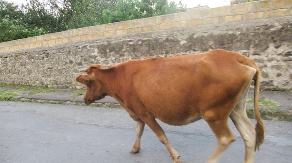 Cows walking on the side of a main village road