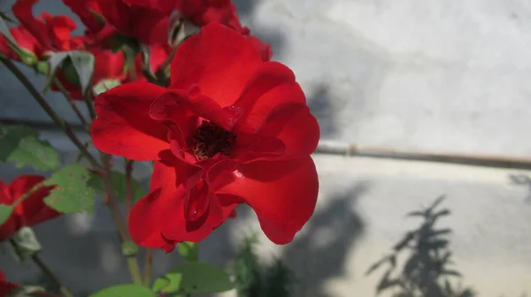 Close Bela Flor Vermelha — Fotografia de Stock
