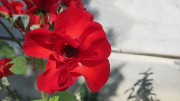 Close Bela Flor Vermelha — Fotografia de Stock