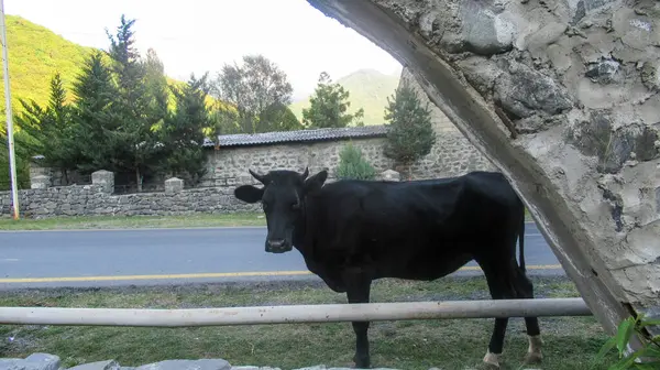 Mucca Nera Guardando Una Macchina Fotografica Sul Lato Una Strada — Foto Stock