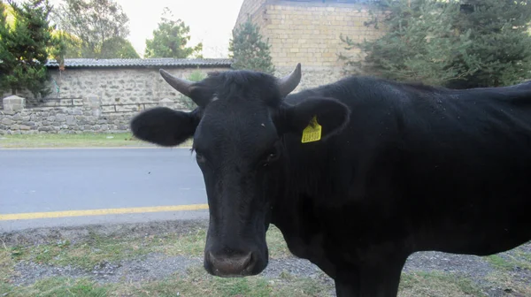 Black cow looking at a camera on the side of a village road