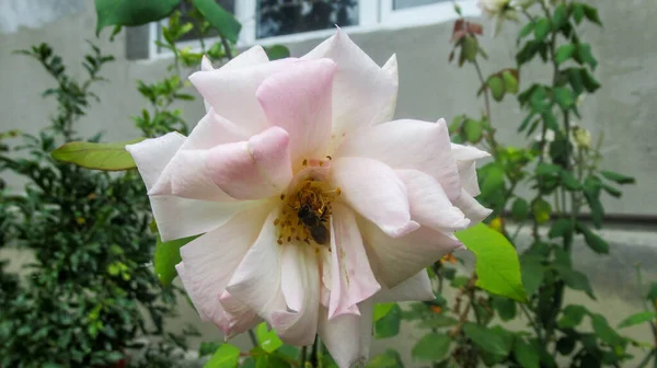 Eine Nahaufnahme Einer Honigbiene Einer Weiß Rosa Rose — Stockfoto