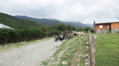 Kafkas köyünde bir keçi sürüsü