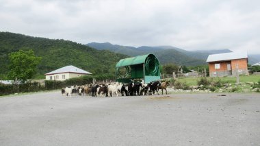 Kafkas köyünde bir keçi sürüsü