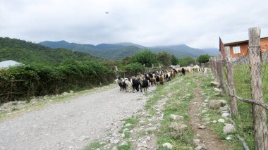 Kafkas köyünde bir keçi sürüsü