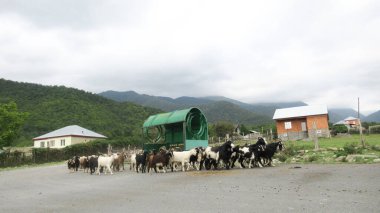 Kafkas köyünde bir keçi sürüsü