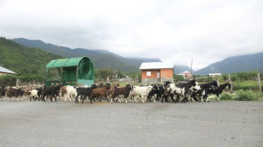 Kafkas köyünde bir keçi sürüsü