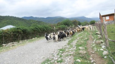 Kafkas köyünde bir keçi sürüsü