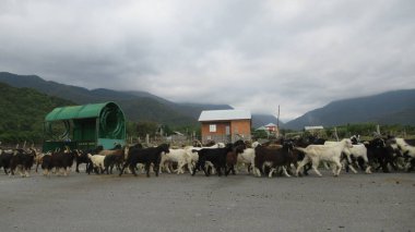 Kafkas köyünde bir keçi sürüsü
