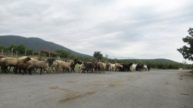 Kafkas köyünde bir keçi sürüsü