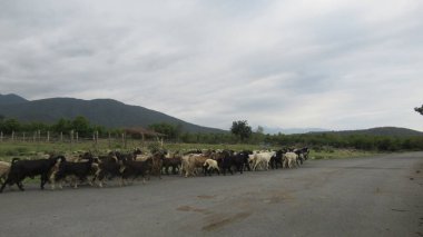 Kafkas köyünde bir keçi sürüsü