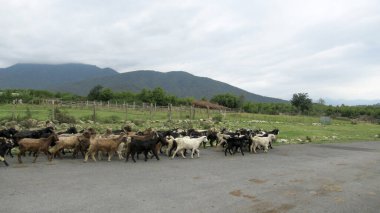 Kafkas köyünde bir keçi sürüsü