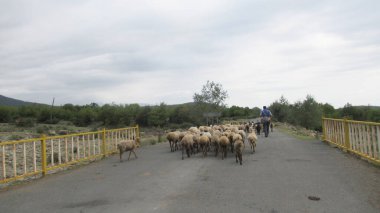 Kafkas köyünde bir keçi sürüsü