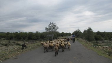 Kafkas köyünde bir keçi sürüsü