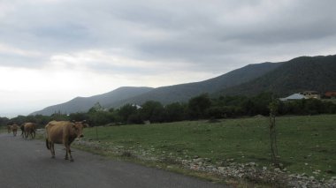 İnekler ana köy yolunda yürüyorlar.