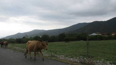 İnekler ana köy yolunda yürüyorlar.
