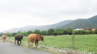 İnekler ana köy yolunda yürüyorlar.