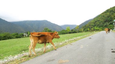 İnekler ana köy yolunda yürüyorlar.