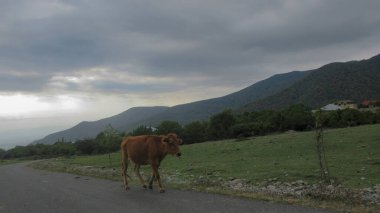 İnekler ana köy yolunda yürüyorlar.