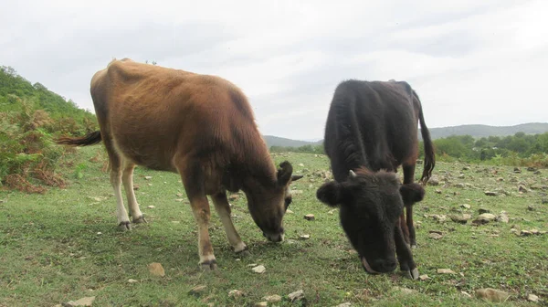 Due Belle Mucche Dolci Cerca Cibo Mentre Giocano Nel Villaggio — Foto Stock