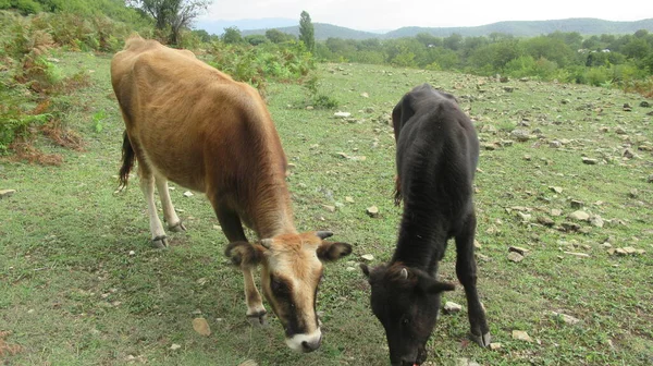 Due Belle Mucche Dolci Cerca Cibo Mentre Giocano Nel Villaggio — Foto Stock