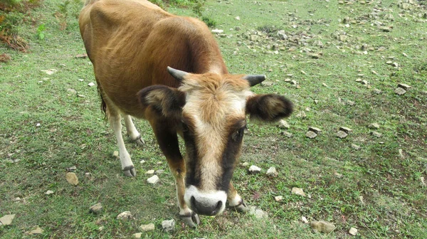 Vaca Negra Anaranjada Mirando Cámara Pueblo Rural —  Fotos de Stock