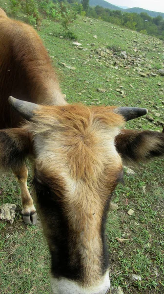 Cabeza Vaca Negra Naranja Con Cuernos Pueblo Rural —  Fotos de Stock