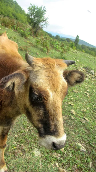 Testa Mucca Nera Arancione Villaggio Rurale — Foto Stock