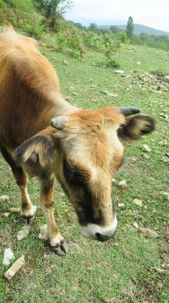 Testa Mucca Nera Arancione Villaggio Rurale — Foto Stock