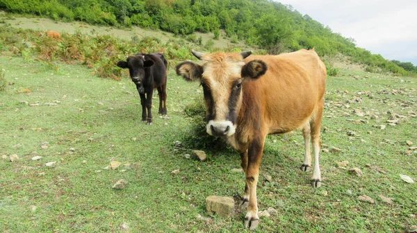 田舎の村でカメラを見たオレンジ色の黒い牛 — ストック写真