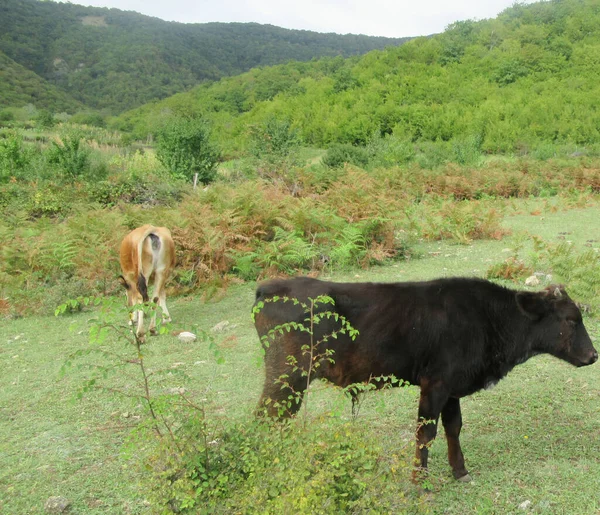 마을에서 먹이를 젖소들 — 스톡 사진