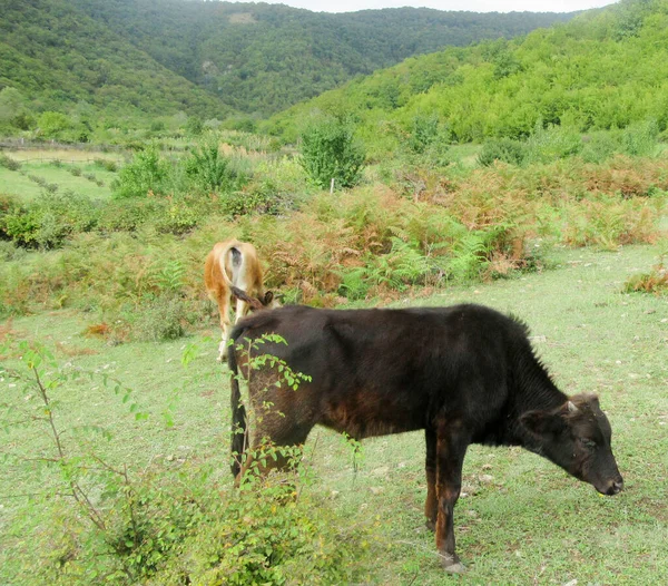 村で食べ物を探している牛 — ストック写真