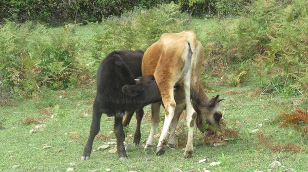 Calf Drinks Milk His Mother Teat His Mouth Suckling — Stock Photo, Image