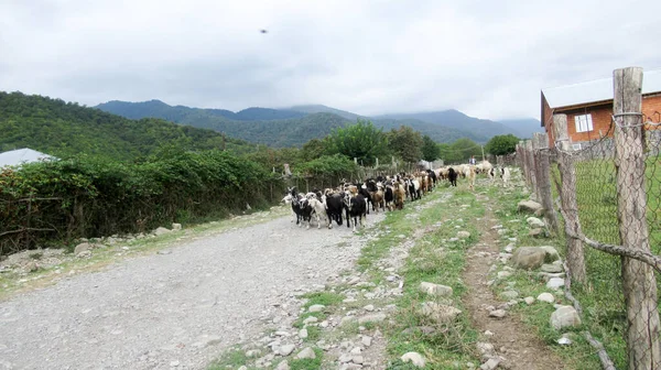 Kafkas köyünde bir keçi sürüsü