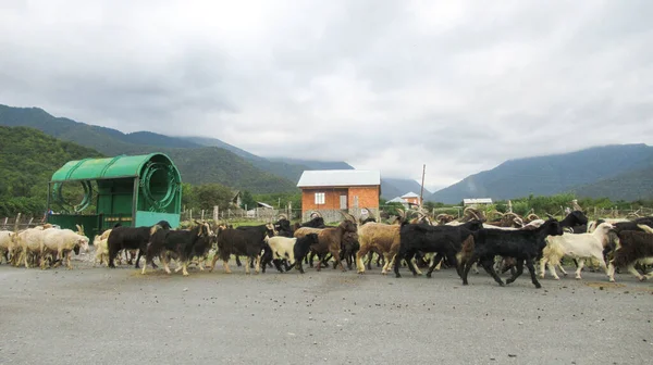 Kafkas köyünde bir keçi sürüsü