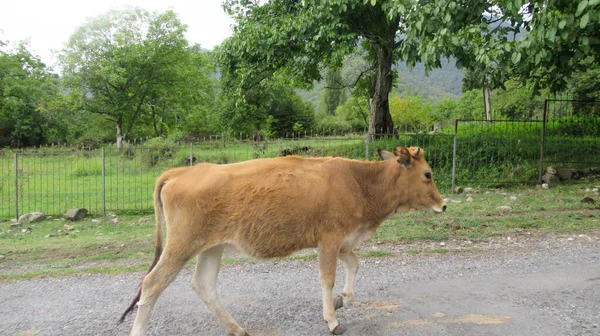 Cows walking on the side of a main village road