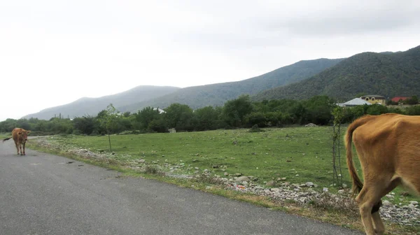 İnekler ana köy yolunda yürüyorlar.