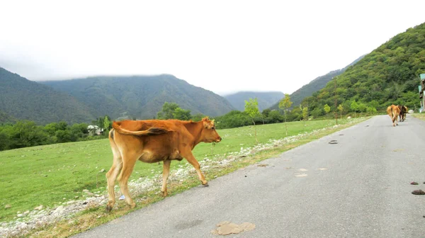 İnekler ana köy yolunda yürüyorlar.