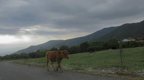 Корови Йдуть Бік Головної Сільської Дороги — стокове фото