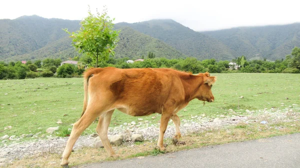 Mucche Piedi Sul Lato Una Strada Principale Del Villaggio — Foto Stock