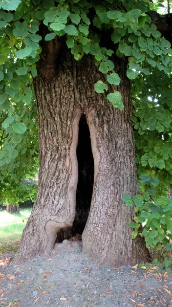 Grande Cavità Lunga Sull Albero Nel Giardino Verde — Foto Stock