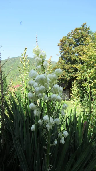 Primer Plano Unas Hermosas Flores Blancas Jardín Verde — Foto de Stock